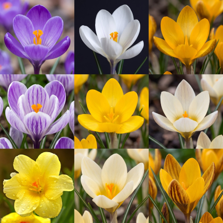 Bulbi de Branduse - pachet-20-bulbi-crocus-mix-branduse