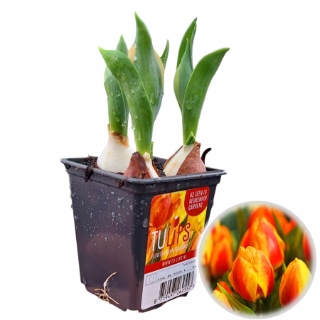 Flori Gradina si Balcon - Lalele in Ghiveci