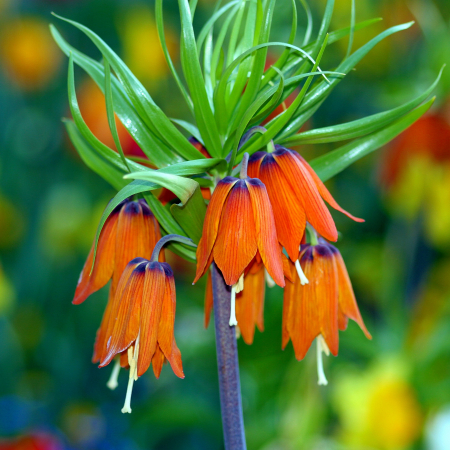 Bulbi de Lalele - Fritillaria Aurora Imperialis 20/+