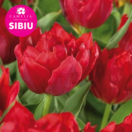 Bulbi de Lalele - pachet-50-bulbi-lalele-kaufmanniana-mix-pepiniera-sibiu