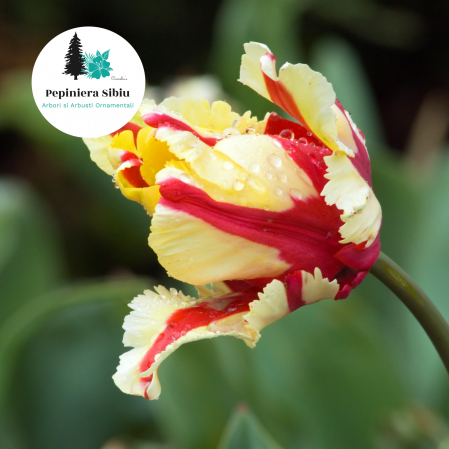 Bulbi de Lalele - Pachet 20 Bulbi Lalele Lily Flowering Mix - Pepiniera Sibiu