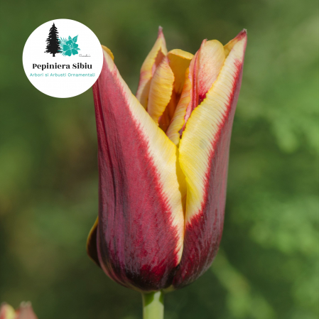 Bulbi de Lalele - Pachet 50 Bulbi Lalele Lily Flowering Mix - Pepiniera Sibiu