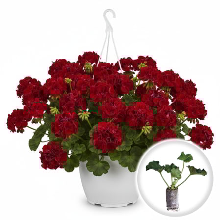 Flori Gradina si Balcon - Pachet 5 Butasi Muscate Calliope Rosu Dark Red Pepiniera Sibiu