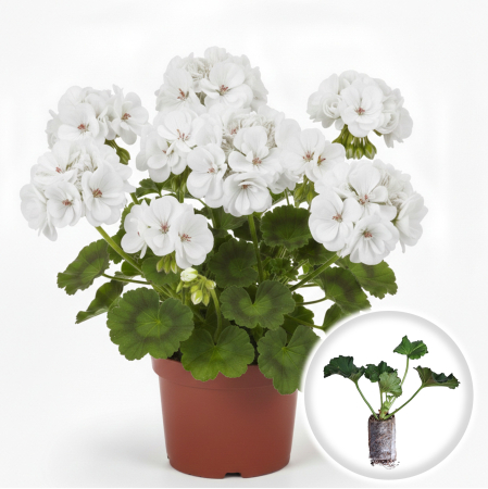 Pachet 5 Butasi Muscate Drepte Albe Profesionali Pepiniera Sibiu [0]