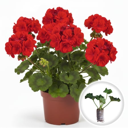 Flori Gradina si Balcon - Pachet 5 Butasi Muscate Drepte Rosu Profesionali Pepiniera Sibiu