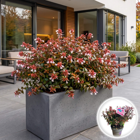 Abelia - abelia-grandiflora-arbust-ornamental-flori-pepiniera-sibiu