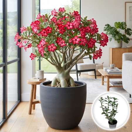 Adenium - adenium-obesum-anouk-trandafirul-desertului-planta-suculenta-pepiniera-sibiu