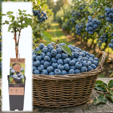 Afini și Afini Siberieni - vaccinium-corymbosum-bluecrop-afin-cultura-pepiniera-sibiu