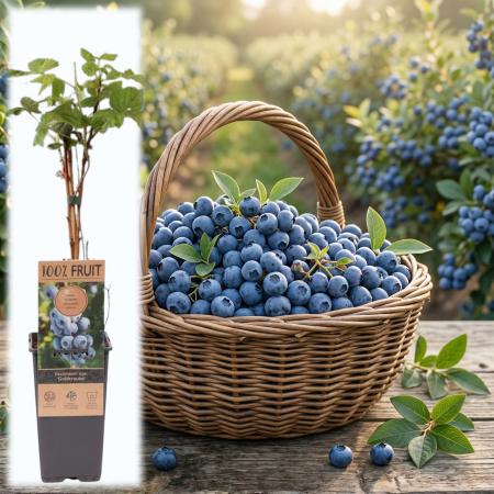 Afini și Afini Siberieni - vaccinium-corymbosum-goldtraube-afin-cultura-pepiniera-sibiu