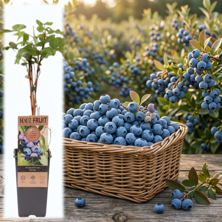 Afini și Afini Siberieni - vaccinium-corymbosum-jersey-afin-cultura-pepiniera-sibiu