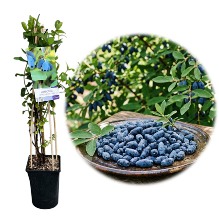 Afini și Afini Siberieni - lonicera-kamtschatica-fialka-afin-siberian-fructifer-pepiniera-sibiu