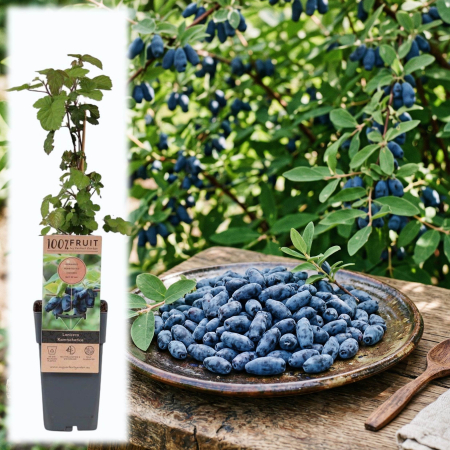 Fructifere - afin-siberian-lonicera-kamtschatica-arbust-fructifer-pepiniera-sibiu