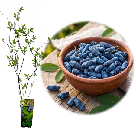 Afini și Afini Siberieni - lonicera-caerulea-wojtek-afin-siberian-pepiniera-sibiu