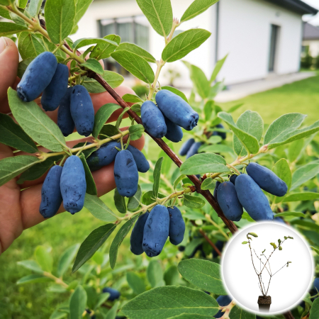 Afini și Afini Siberieni - lonicera-caerulea-wojtek-afin-siberian-pepiniera-sibiu