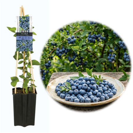 Afini și Afini Siberieni - afin-goldtraube-vaccinium-corymbosum-fructe-mari-pepiniera-sibiu