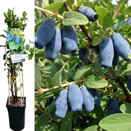 Arbusti Fructiferi - lonicera-kamtschatica-fialka-afin-siberian-fructifer-pepiniera-sibiu