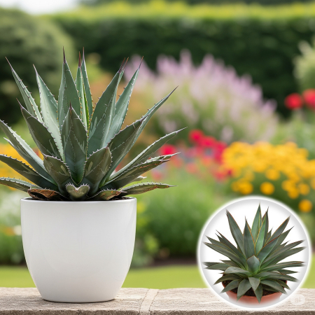 Agave - Agave - Blue Glow (25cm+)
