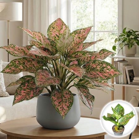 Aglaonema - aglaonema-pink-leopard-roz-planta-apartament-pepiniera-sibiu