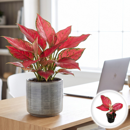 Aglaonema - Aglaonema Cherry Baby Aglaonema commutatum planta de interior cu frunze roz ciresiu ghiveci Pepiniera Sibiu