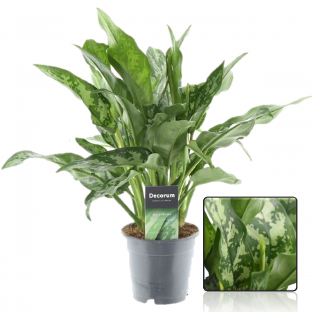 Aglaonema - Aglaonema Maria - 35cm (P12)