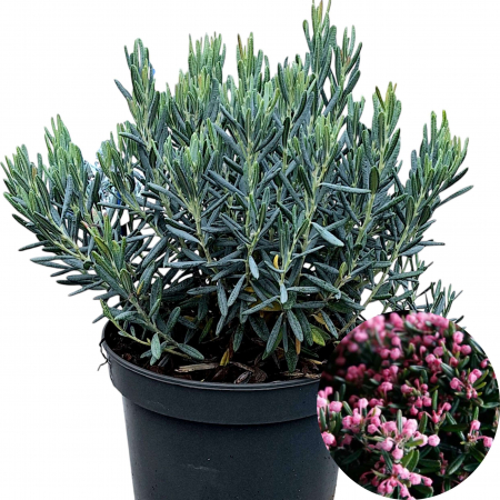 Andromeda P. - Blue Lagoon - 30cm+ [1]