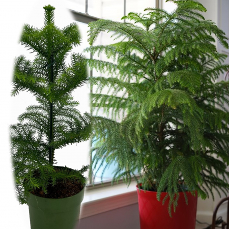 Brad de Camera - Araucaria het. - Brad Interior - 50cm+