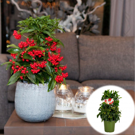 Ardisia - Ardisia C. Boss - Rosie - 40cm