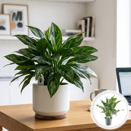 Aglaonema - aglaonema-maria-planta-de-umbra-pepiniera-sibiu
