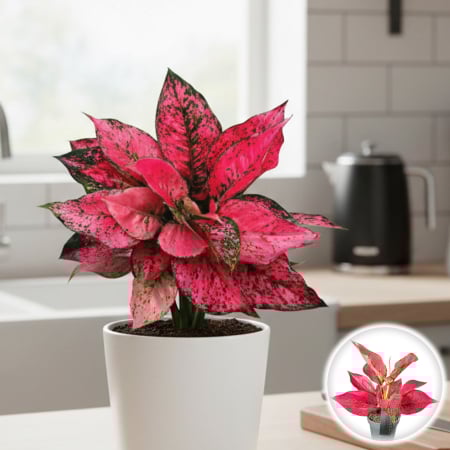 Aglaonema - aglaonema-spicy-pink-roz-planta-apartament-pepiniera-sibiu