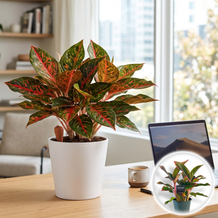 Aglaonema - Aglaonema Red Fire Aglaonema commutatum planta de interior cu frunze rosii ghiveci Pepiniera Sibiu