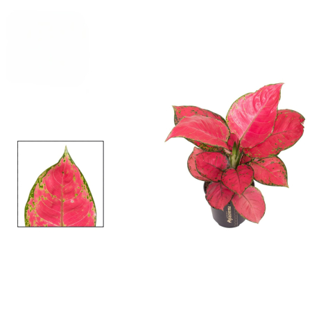 Aglaonema Cherry Baby - 30cm [1]