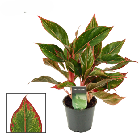 Aglaonema Red Fire Aglaonema commutatum planta de interior cu frunze rosii ghiveci Pepiniera Sibiu [1]
