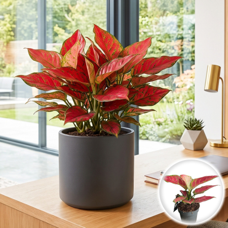 Plante Interior - aglaonema-red-joy-planta-interior-frunze-rosii-pepiniera-sibiu