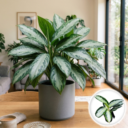 Plante Interior - aglaonema-argintiu-blue-silver-bay-planta-interior-pepiniera-sibiu