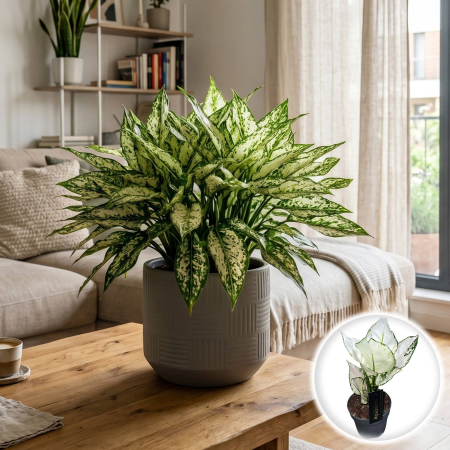 Plante Interior - aglaonema-white-joy-planta-interior-alba-pepiniera-sibiu