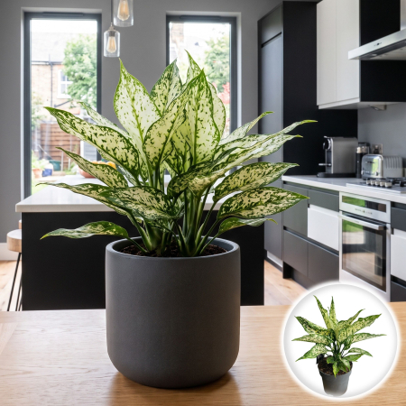 Plante Interior - aglaonema-commutatum-white-kiwi-planta-interior-pepiniera-sibiu