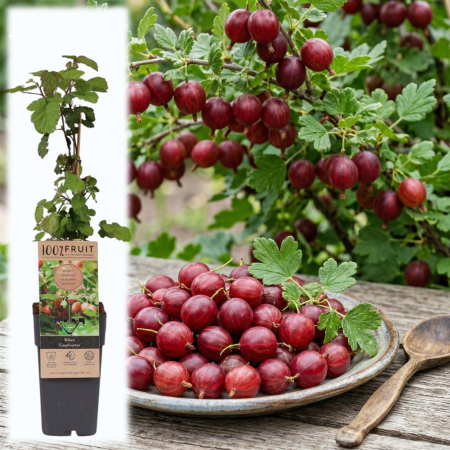 Agriș - Ribes - ribes-uva-crispa-captivator-agris-rosu-fara-spini-pepiniera-sibiu