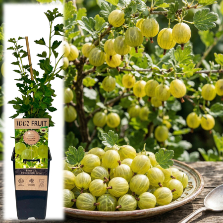 Fructifere - ribes-uva-crispa-hinnonmaki-grun-agris-verde-pepiniera-sibiu