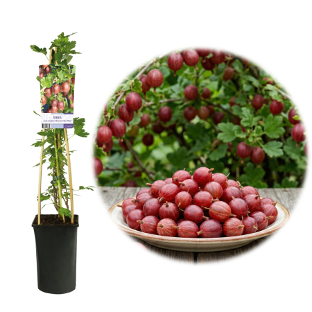 Agriș - Ribes - Agris rosu Hinnonmaki Rod Ribes uva crispa ghiveci bambus 75cm Pepiniera Sibiu