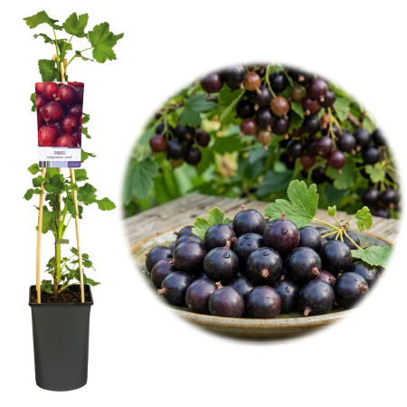 Fructifere - Arbust fructifer Josta Ribes nidigrolaria ghiveci suport bambus Pepiniera Sibiu