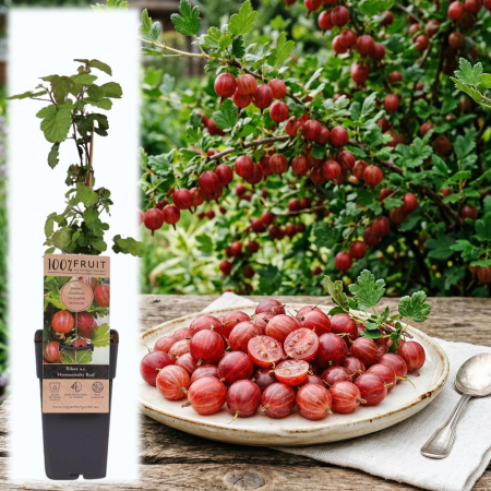 Agriș - Ribes - ribes-uva-crispa-hinnonmaki-rod-agris-rosu-pepiniera-sibiu