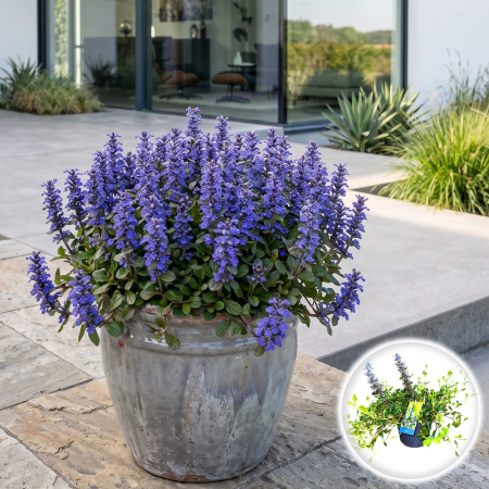 Ajuga reptans (Vinețica) - ajuga-reptans-albastra-acoperitor-sol-pepiniera-sibiu