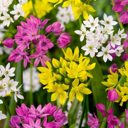 Bulbi de Ceapa Decorativa - Allium Pitic Mix - 20 Bulbi