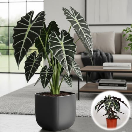 Alocasia - Alocasia Polly - 35cm