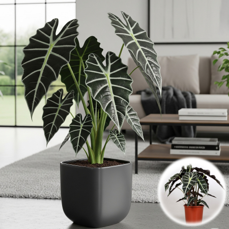 alocasia-amazonica-polly-masca-africana-pepiniera-sibiu [2]