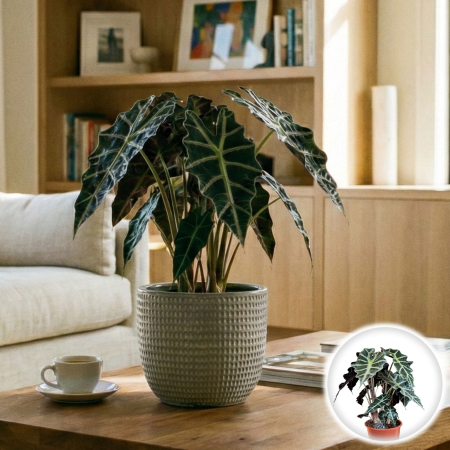 Plante Interior - alocasia-amazonica-polly-masca-africana-pepiniera-sibiu