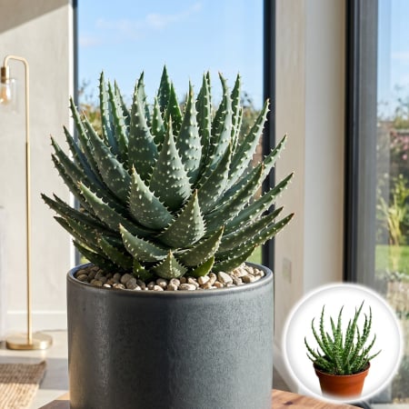 Plante Interior - aloe-humilis-planta-suculenta-pitica-pepiniera-sibiu