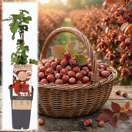 Fructifere - corylus-avellana-rode-zellernoot-alun-rosu-pepiniera-sibiu