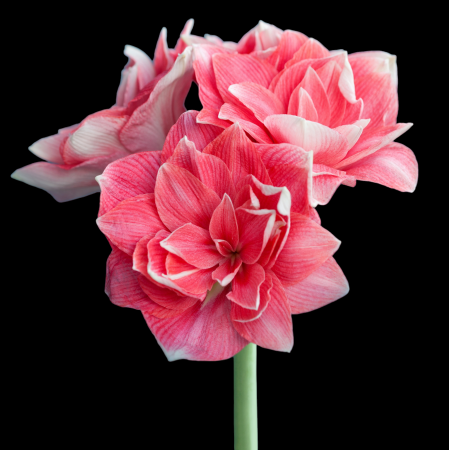 Bulbi de Flori - Amaryllis Double Dream M26/28