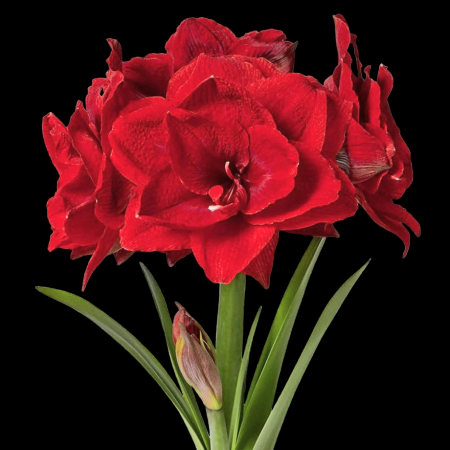 Bulbi de Flori - Amaryllis Cherry Nymph M26/28